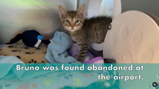 Illustration de l'article : Un chaton a été retrouvé abandonné avec ses jouets dans un aéroport (vidéo)