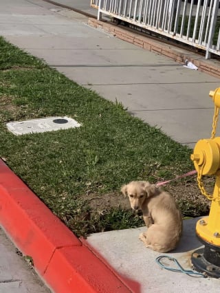 Illustration de l'article : Ce chiot abandonné accroché à une bouche d’incendie était si triste qu’il n’a même pas touché aux croquettes laissées par ses propriétaires