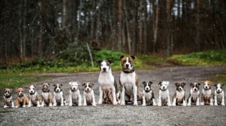 Illustration de l'article : 17 photos prouvant que les chiens n'ont aucun effort à faire pour nous attendrir