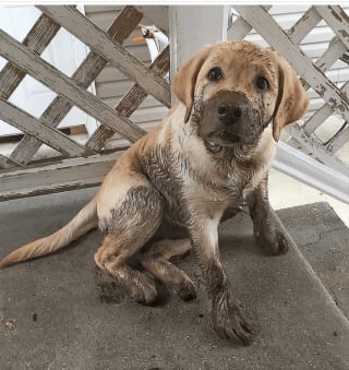 Illustration de l'article : 17 photos prouvant que les chiens n'ont aucun effort à faire pour nous attendrir