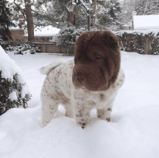 Illustration de l'article : 17 photos prouvant que les chiens n'ont aucun effort à faire pour nous attendrir