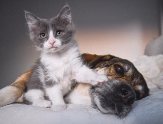 Illustration de l'article : Sauvée de la rue, cette chatte peut compter sur les chiens de sa famille d’accueil pour prendre soin de ses chatons
