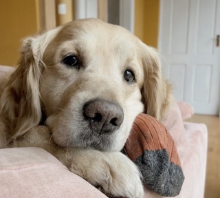 Illustration de l'article : En retrouvant sa vache préférée, un Golden Retriever offre une scène pleine d’émotion sur les réseaux sociaux (vidéo)