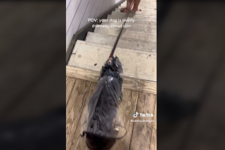 Illustration de l'article : Une chienne refuse de sortir par temps de pluie, et fait tout un drame lorsqu’elle reçoit une goutte d’eau sur la tête (vidéo)
