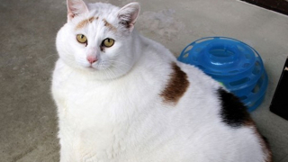 Illustration de l'article : Le long combat d'une chatte obèse et en grand danger pour perdre du poids et commencer une nouvelle vie