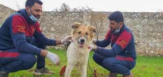 Illustration de l'article : Un chien paralysé et secouru après les séismes en Syrie redécouvre le bonheur de jouer avec ses congénères