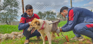 Illustration de l'article : Un chien paralysé et secouru après les séismes en Syrie redécouvre le bonheur de jouer avec ses congénères