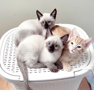 Illustration de l'article : 3 chatons, confrontés à des débuts chaotiques, se serrent les coudes pour devenir des félins en parfaite santé (vidéo) 