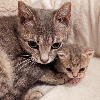 Illustration de l'article : Cette chatte a offert le meilleur départ dans la vie à ses chatons, et cherche maintenant son propre foyer pour toujours