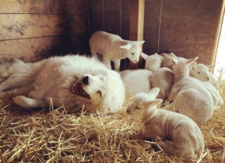 Illustration de l'article : 14 photos de chiens qui ont un travail et qui le font avec fierté et passion