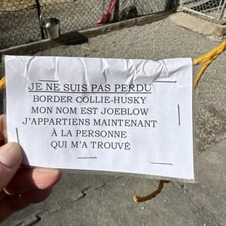 Illustration de l'article : La fondatrice d'une pension scandalisée après la découverte d'un chien abandonné avec une note attachée au cou