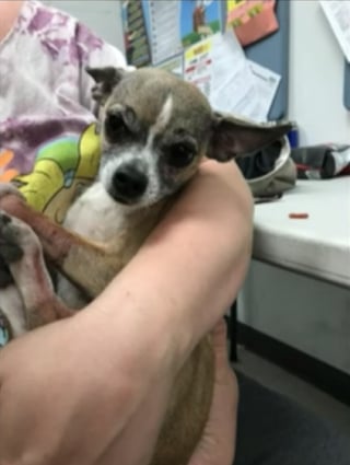 Illustration de l'article : Un chien est retrouvé abandonné dans une poubelle, ses 4 pattes ligotées entre elles (vidéo)