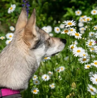 Illustration de l'article : 15 photos de chiens envoûtés par les délicates senteurs des fleurs qui les entourent