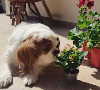 Illustration de l'article : 15 photos de chiens envoûtés par les délicates senteurs des fleurs qui les entourent