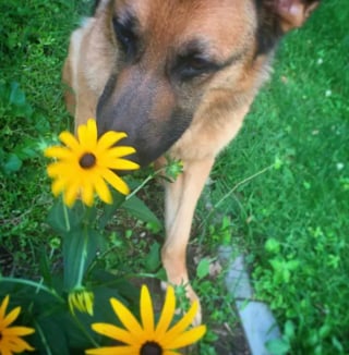 Illustration de l'article : 15 photos de chiens envoûtés par les délicates senteurs des fleurs qui les entourent