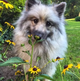 Illustration de l'article : 15 photos de chiens envoûtés par les délicates senteurs des fleurs qui les entourent