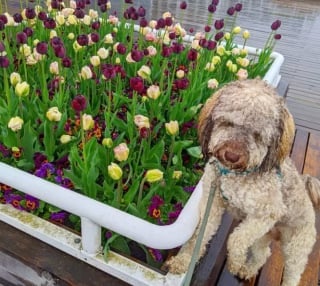 Illustration de l'article : 15 photos de chiens envoûtés par les délicates senteurs des fleurs qui les entourent