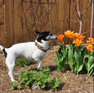 Illustration de l'article : 15 photos de chiens envoûtés par les délicates senteurs des fleurs qui les entourent