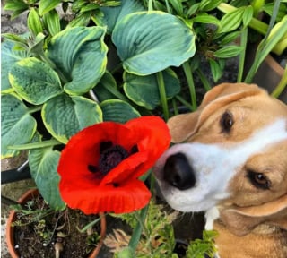 Illustration de l'article : 15 photos de chiens envoûtés par les délicates senteurs des fleurs qui les entourent