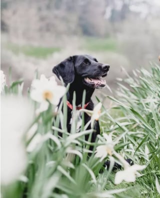 Illustration de l'article : 15 photos de chiens envoûtés par les délicates senteurs des fleurs qui les entourent