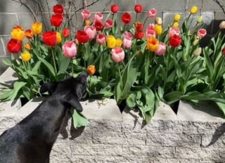 Illustration de l'article : 15 photos de chiens envoûtés par les délicates senteurs des fleurs qui les entourent