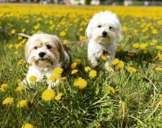 Illustration de l'article : 15 photos de chiens envoûtés par les délicates senteurs des fleurs qui les entourent