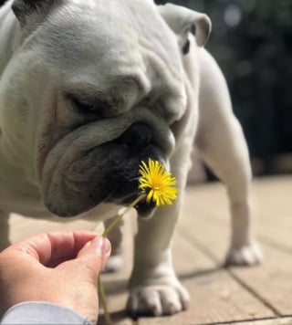 Illustration de l'article : 15 photos de chiens envoûtés par les délicates senteurs des fleurs qui les entourent