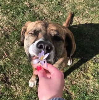 Illustration de l'article : 15 photos de chiens envoûtés par les délicates senteurs des fleurs qui les entourent