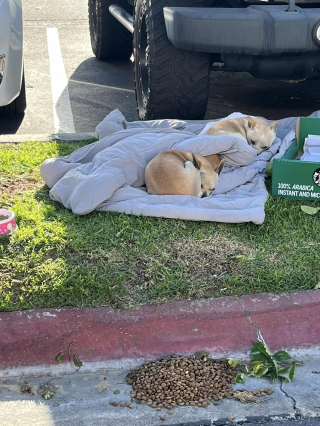 Illustration de l'article : Abandonnés avec une simple couverture, 3 chiens unissent leurs forces pour se protéger et mettent leurs bienfaiteurs à rude épreuve (vidéo)