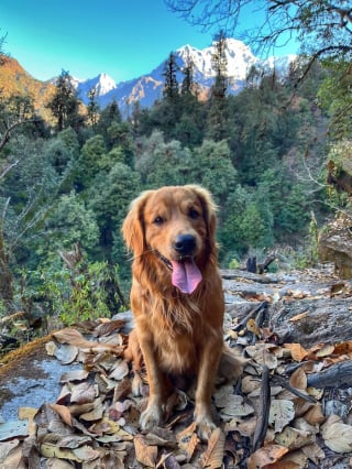 Illustration de l'article : 20 superbes photos de la virée d'un duo de chiens sur l'un des plus beaux sites naturels du Népal