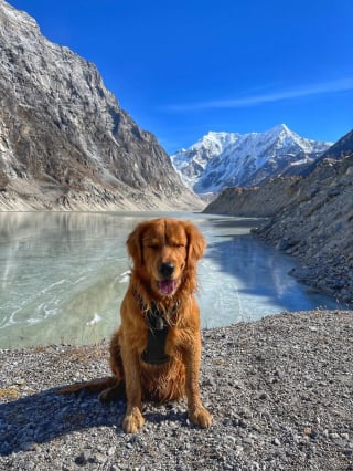 Illustration de l'article : 20 superbes photos de la virée d'un duo de chiens sur l'un des plus beaux sites naturels du Népal