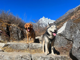 Illustration de l'article : 20 superbes photos de la virée d'un duo de chiens sur l'un des plus beaux sites naturels du Népal