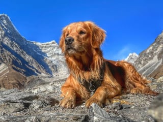 Illustration de l'article : 20 superbes photos de la virée d'un duo de chiens sur l'un des plus beaux sites naturels du Népal