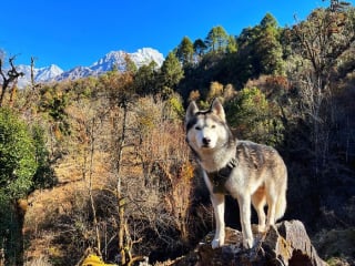 Illustration de l'article : 20 superbes photos de la virée d'un duo de chiens sur l'un des plus beaux sites naturels du Népal