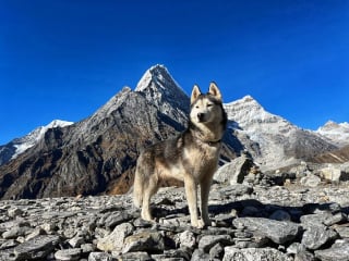 Illustration de l'article : 20 superbes photos de la virée d'un duo de chiens sur l'un des plus beaux sites naturels du Népal