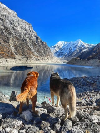 Illustration de l'article : 20 superbes photos de la virée d'un duo de chiens sur l'un des plus beaux sites naturels du Népal