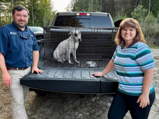 Illustration de l'article : Des bénévoles se mobilisent pour retrouver un chien perdu et endeuillé après un terrible accident de la route