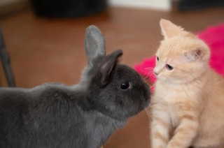 Illustration de l'article : Un chaton, atteint d’un trouble neurologique, apprend à remarcher à l’aide de ses amis lapins