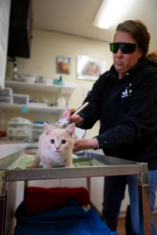 Illustration de l'article : Un chaton, atteint d’un trouble neurologique, apprend à remarcher à l’aide de ses amis lapins