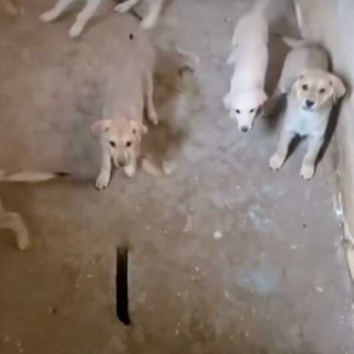 Illustration de l'article : 11 chiots ont été retrouvés enfermés dans le sous-sol d’une maison abandonnée (vidéo)