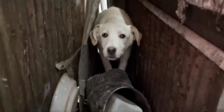 Illustration de l'article : Une chienne terrifiée rend son sauvetage difficile en aboyant de toutes ses forces pour repousser ses bienfaiteurs (vidéo)