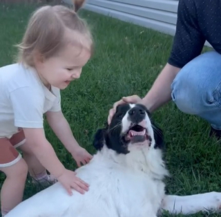 Illustration de l'article : "Bienvenue à la maison, Daisy !" : la vidéo touchante de l'arrivée d'une chienne de refuge dans son nouveau foyer