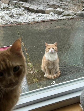 Illustration de l'article : 20 photos de chats s'étant invités chez des gens au hasard et prenant leurs aises