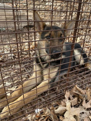 Illustration de l'article : Mobilisation et course contre la montre pour retrouver 6 chiots abandonnés près d'un sentier forestier