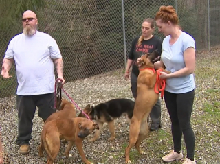 Illustration de l'article : Mobilisation et course contre la montre pour retrouver 6 chiots abandonnés près d'un sentier forestier