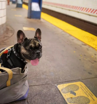 Illustration de l'article : 16 photos de chiens qui prennent le métro avec style et assurance