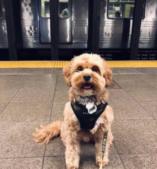 Illustration de l'article : 16 photos de chiens qui prennent le métro avec style et assurance