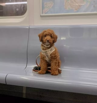 Illustration de l'article : 16 photos de chiens qui prennent le métro avec style et assurance