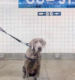 Illustration de l'article : 16 photos de chiens qui prennent le métro avec style et assurance