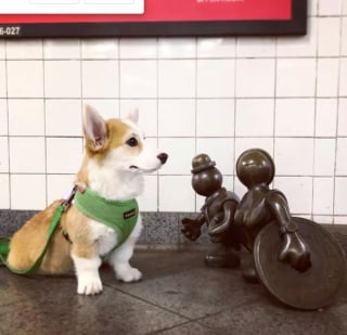 Illustration de l'article : 16 photos de chiens qui prennent le métro avec style et assurance